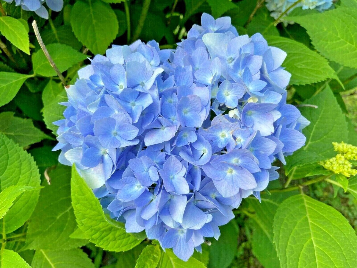 Blau hydrangea blumen in garten borders