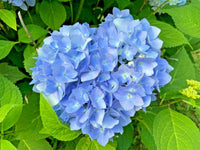 Blau hydrangea blumen in garten borders