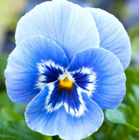 Blau pansy blumen in garten borders