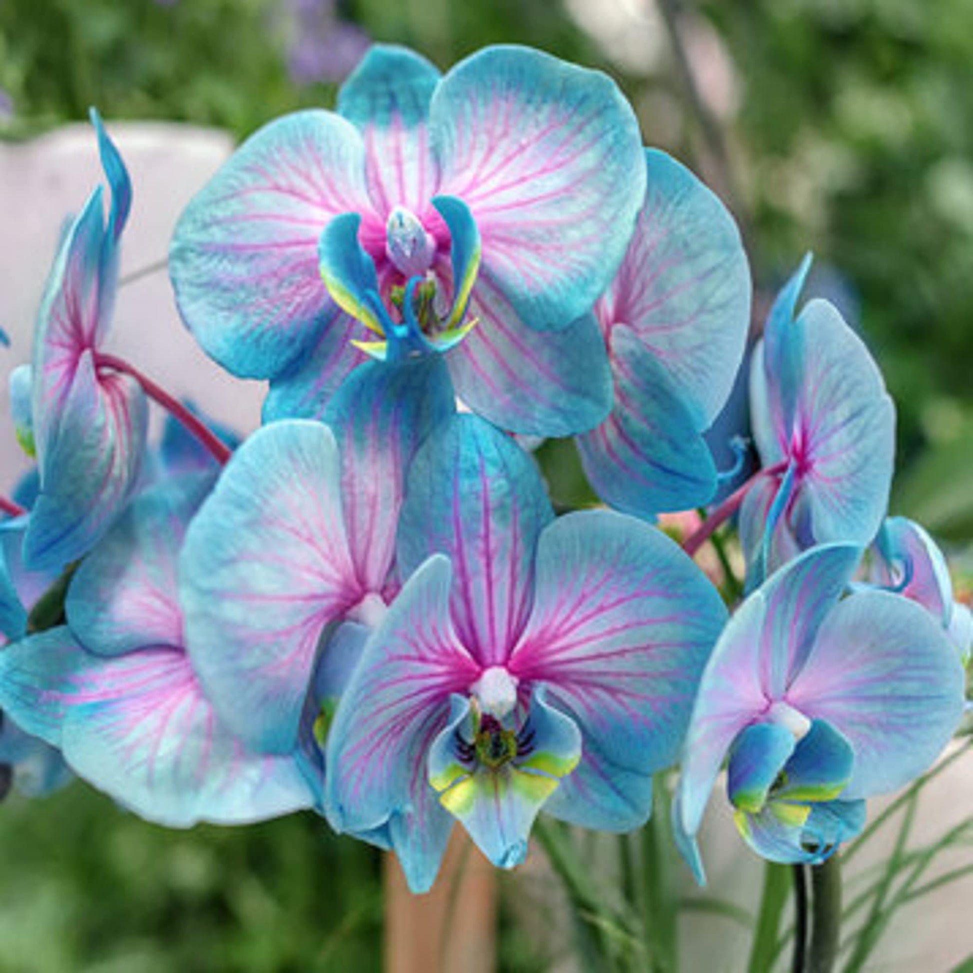 Blau and rosa orchid blumen in garten borders