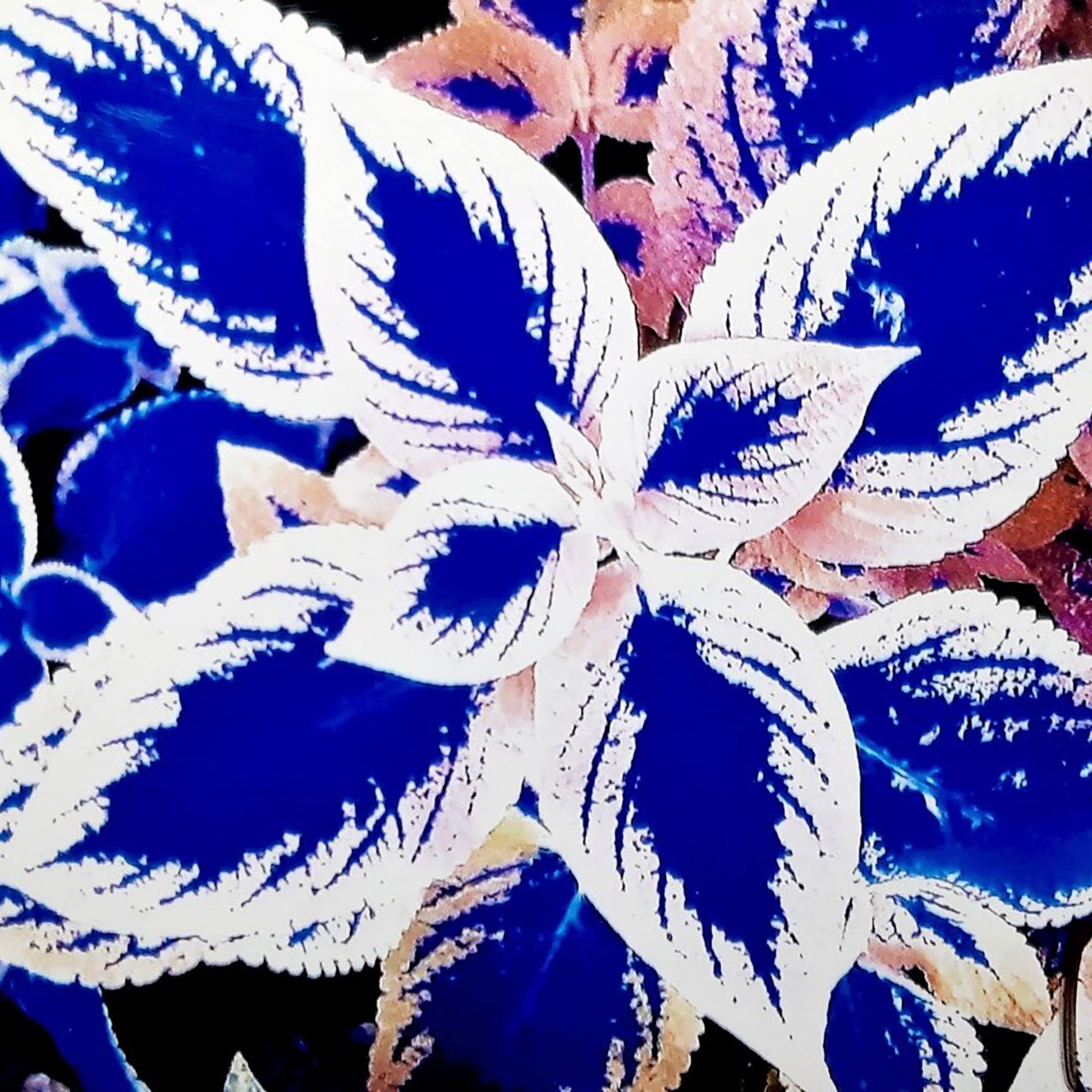Blau and weiß coleus in garten borders