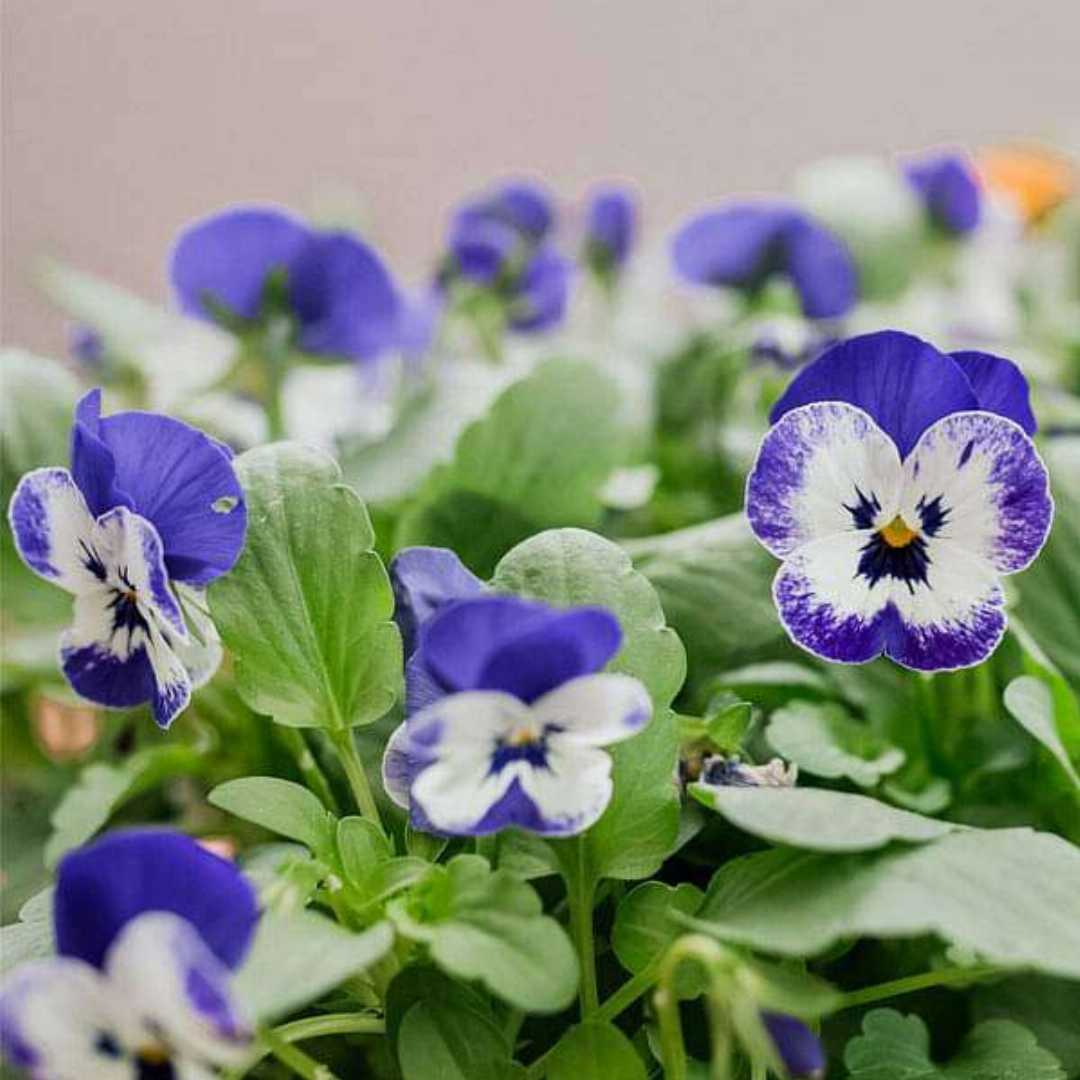 Blau & weiß pansies in garten borders