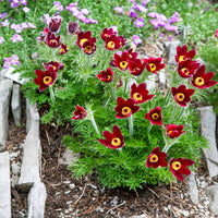 Bold rot anemone pulsatilla blumen in garten borders