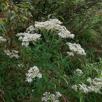 Boneset weiß blumen in garten borders