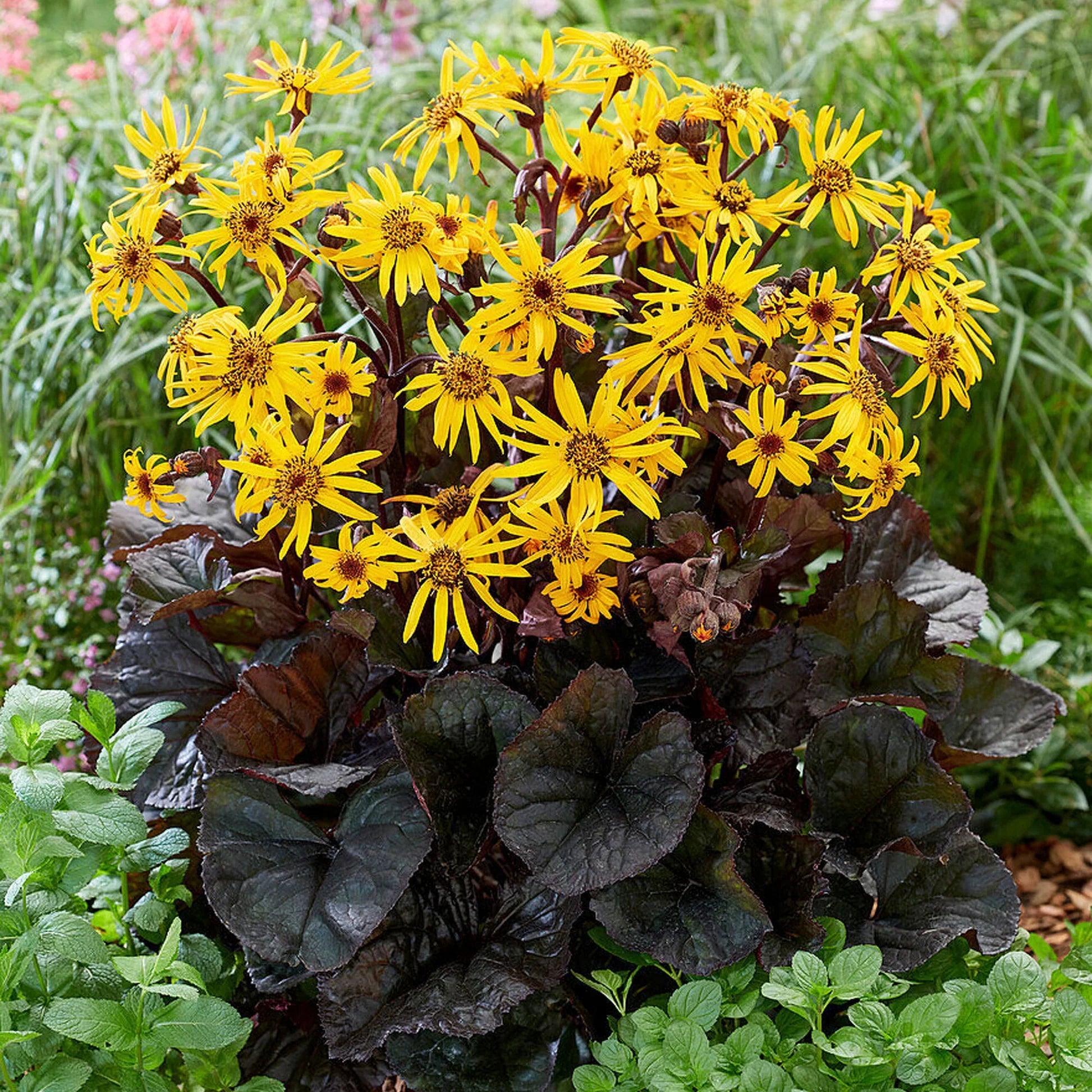 Britt-marie crawford pflanzen in garten borders