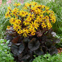 Britt-marie crawford pflanzen in garten borders