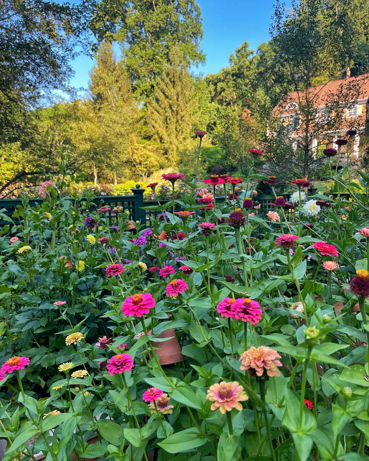 Braun and gelb zinnia blumen in garten borders
