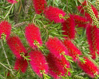 Brush blumen in garten borders