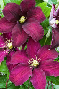 Burgundy clematis blumen in garten borders