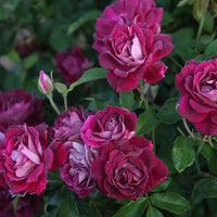 Burgundy roses in garten borders