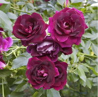 Burgundy roses in garten borders