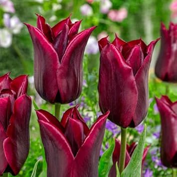 Burgundy tulips in garten borders