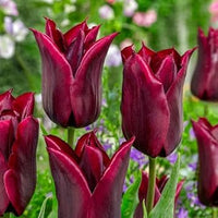 Burgundy tulips in garten borders