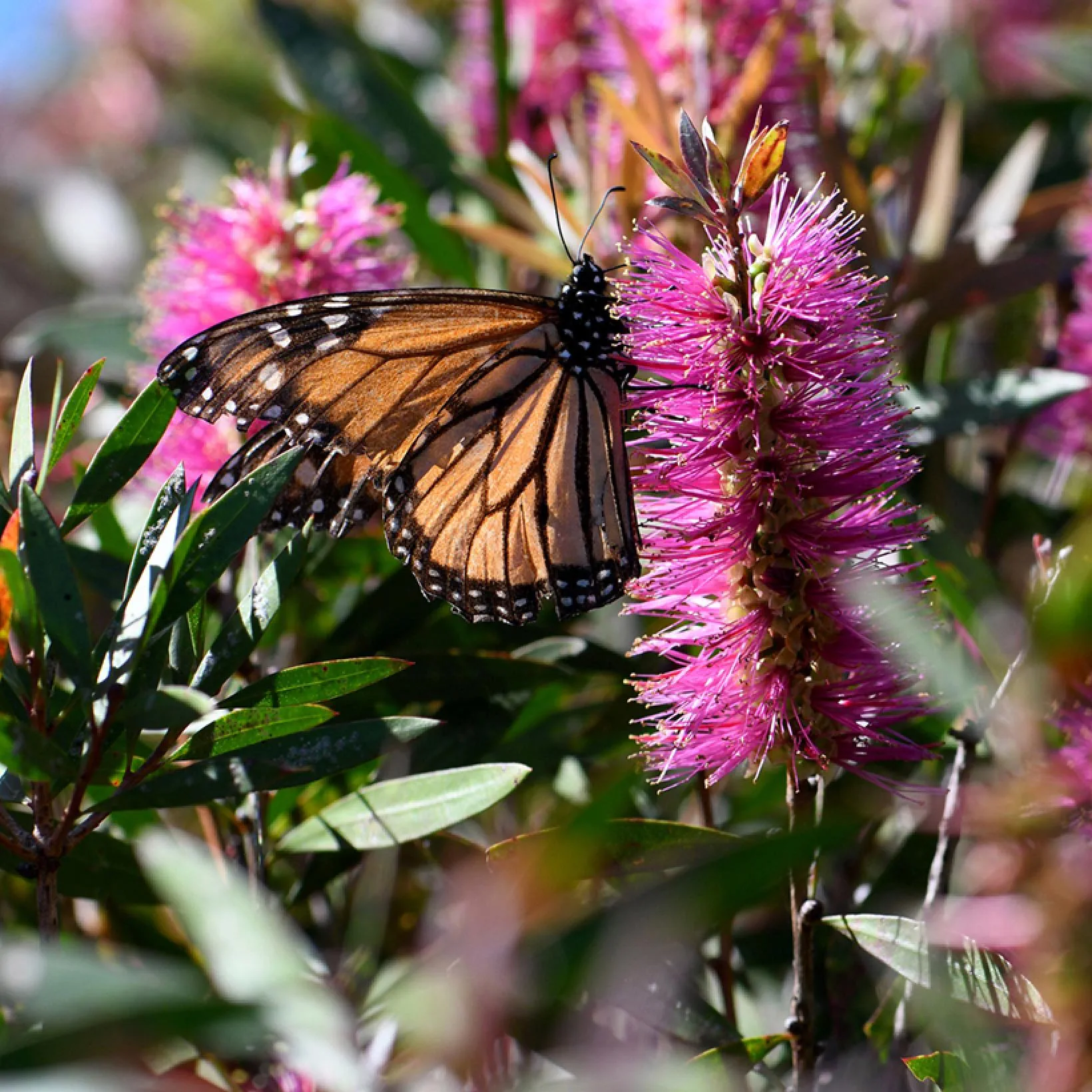Callistemon violaceus in garten borders