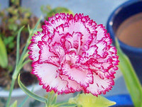 Weiß maroon carnations in garten borders