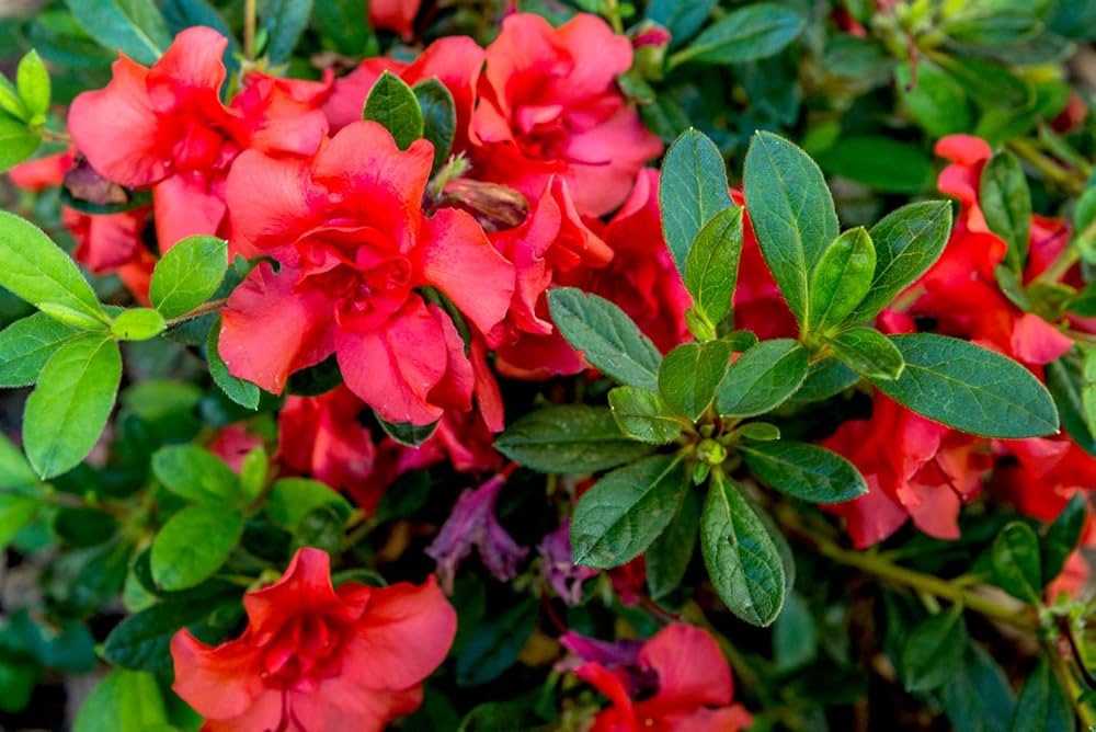 Chocolate azalea rot blumen in garten borders