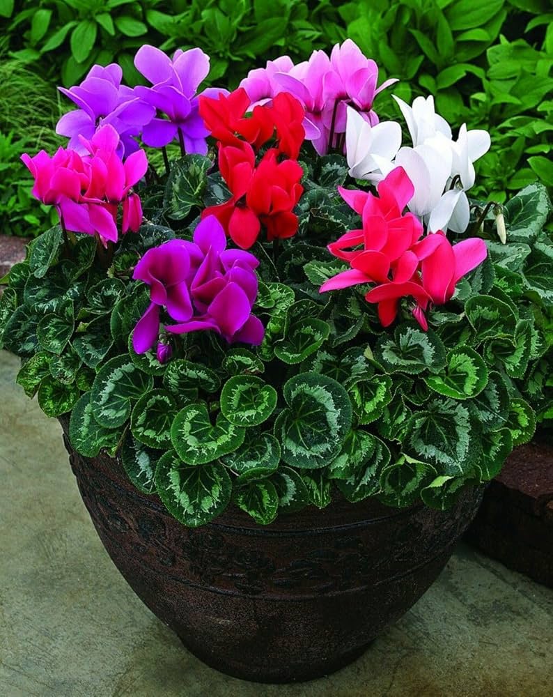 Dark blau cyclamen blumen in garten borders