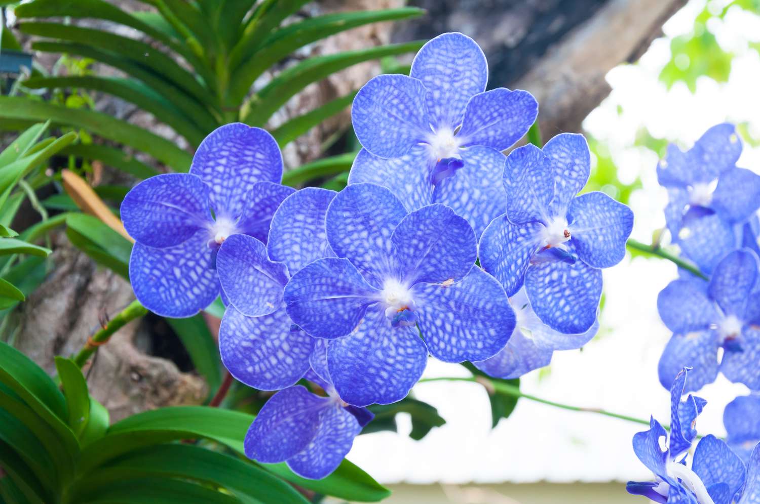 Dark blau orchid blumen in garten borders