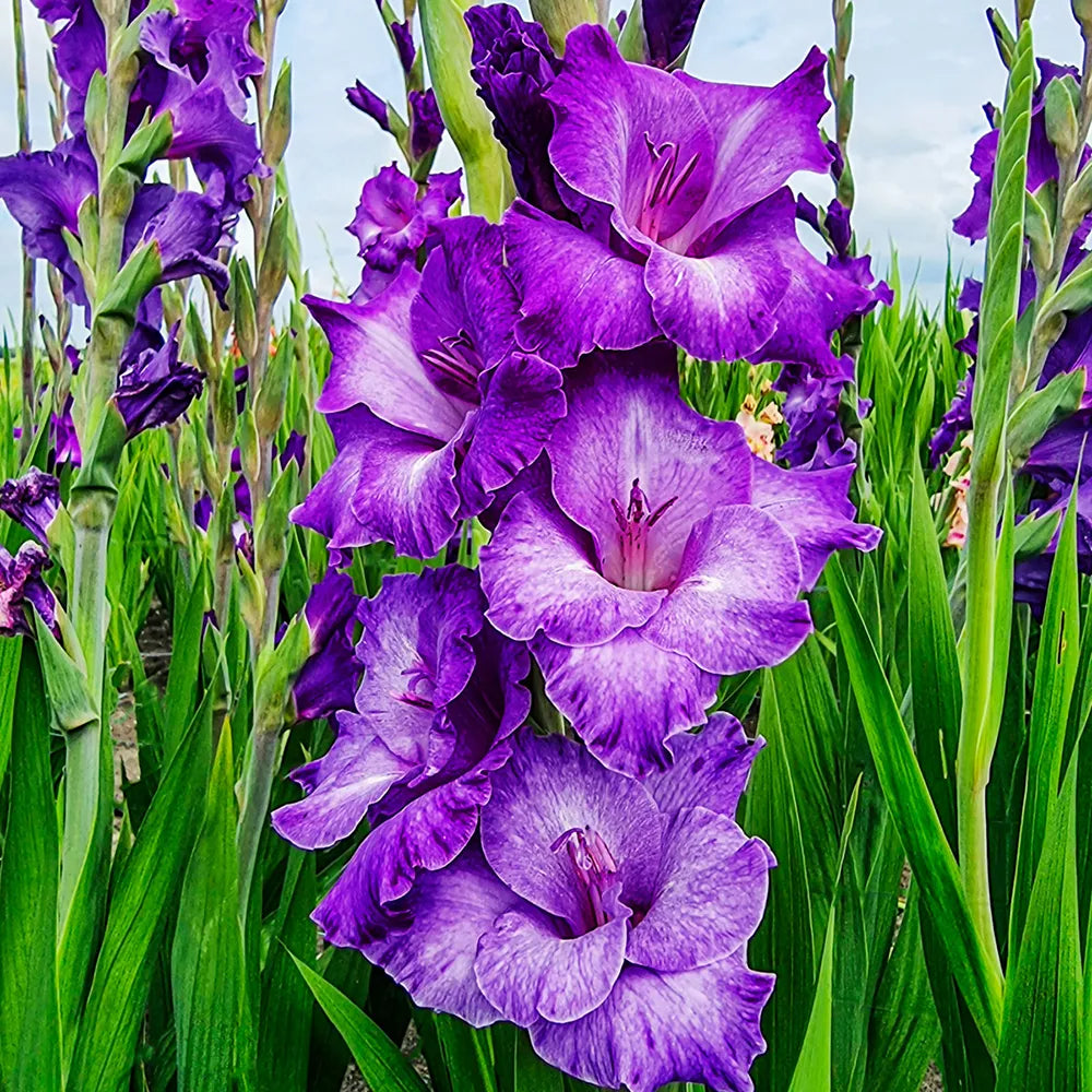 Dark lila gladiolus blumen in garten borders