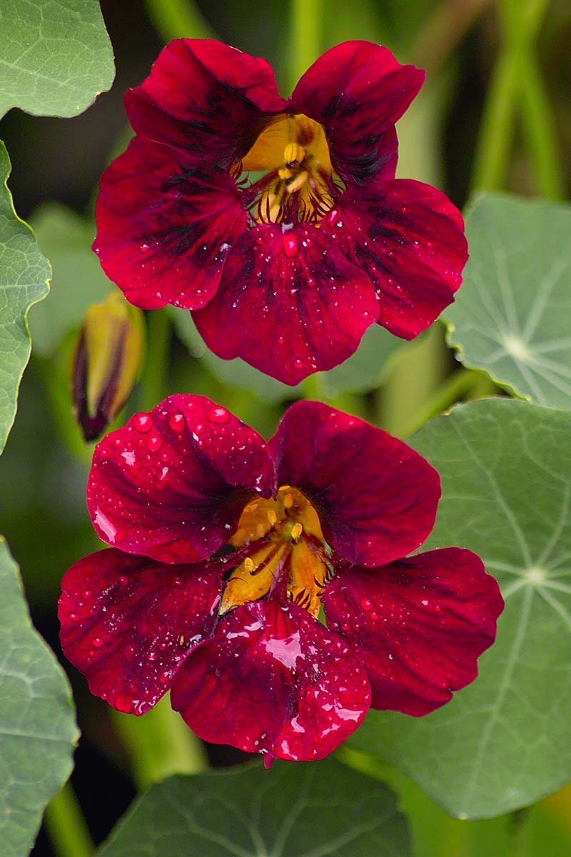 Dark rot nasturtium blumen in garten borders