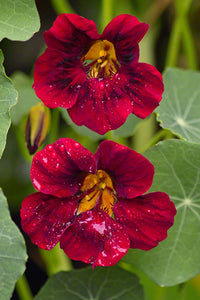 Dark rot nasturtium blumen in garten borders