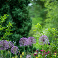 Deep blau univalve geranium blumen in garten borders