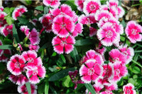 Dianthus caryophyllus rose mix blumen in garten borders