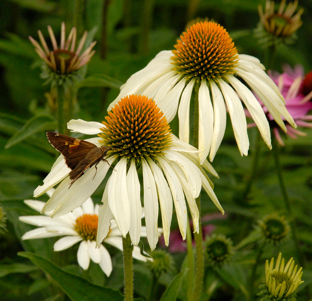 Echinacea weiß blumen in garten borders