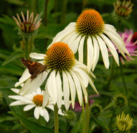 Echinacea weiß blumen in garten borders