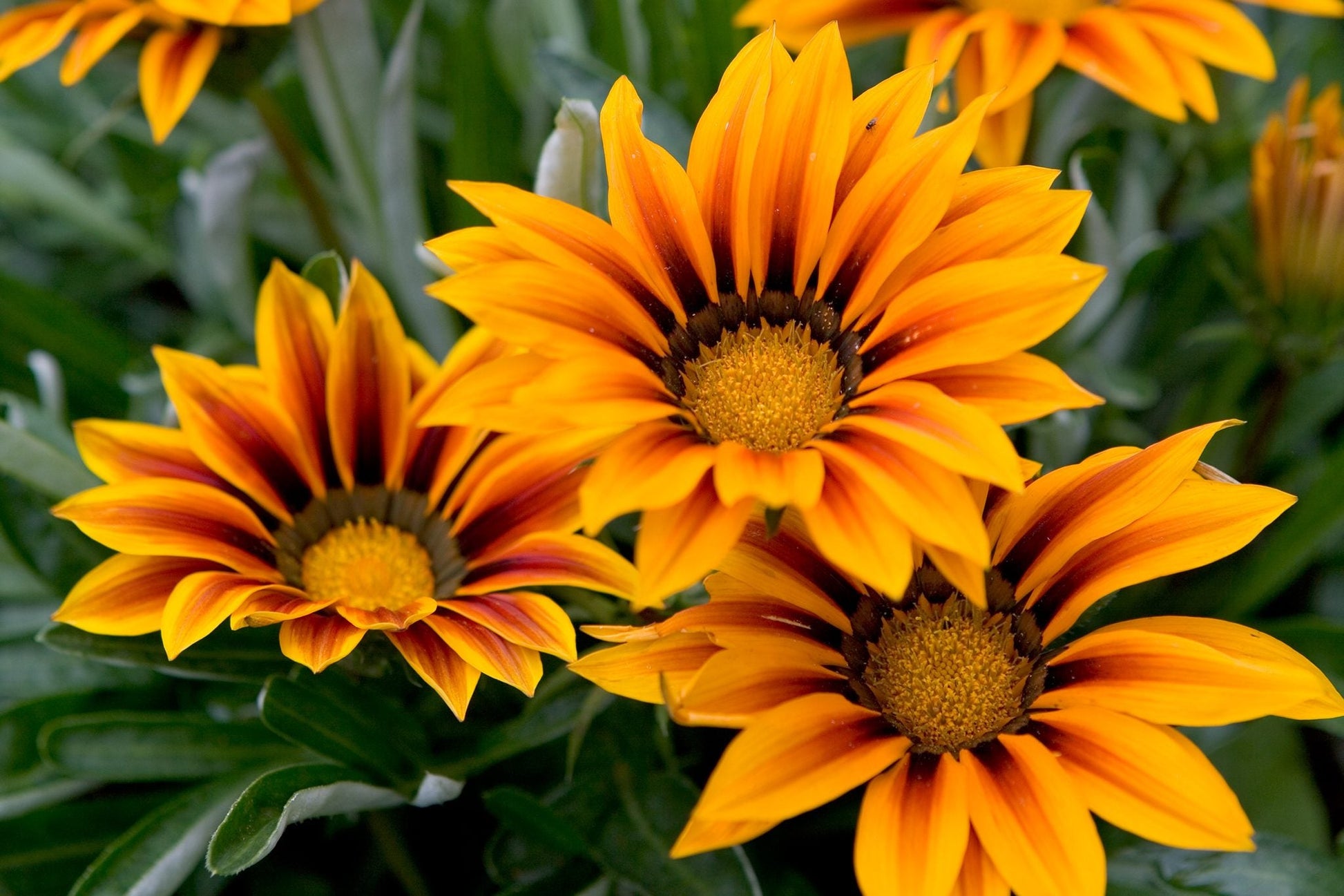 Gazania blumen along garten borders