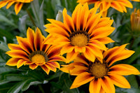 Gazania blumen along garten borders