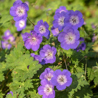 Lila geranium blumen along garten borders