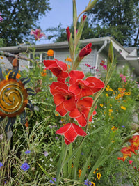 Gladiolus blume spikes in garten borders