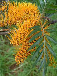 Grevillea robusta in garten border
