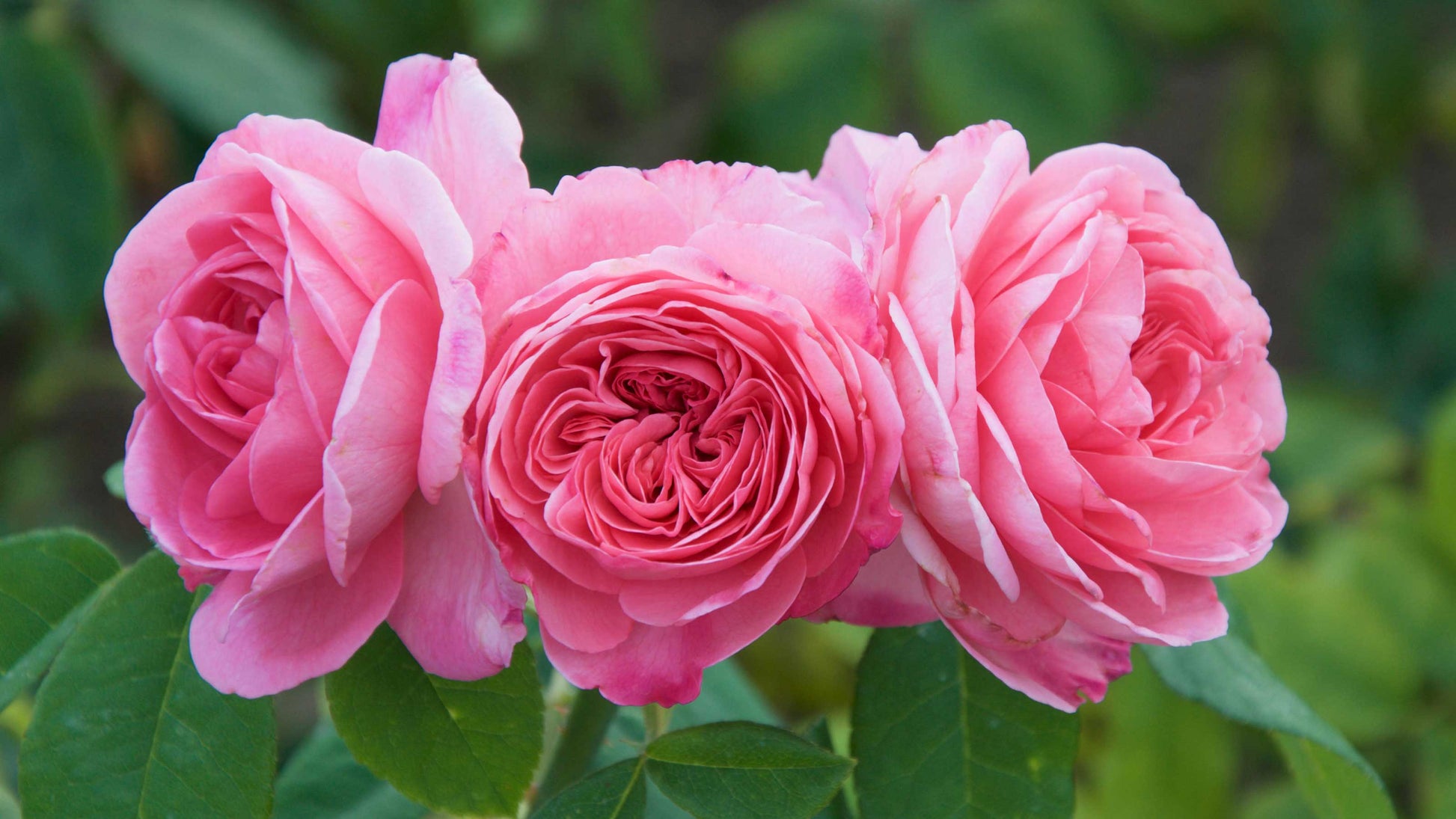 Lady favorite roses in garten borders