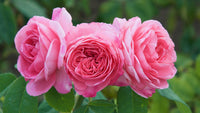 Lady favorite roses in garten borders