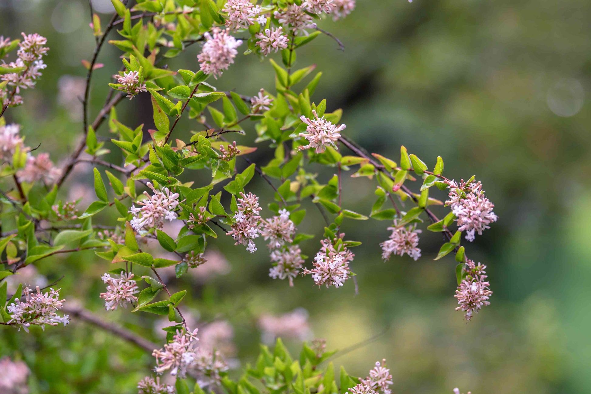 Lavender abelia blumen along garten borders