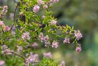 Lavender abelia blumen along garten borders