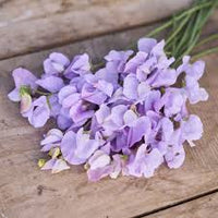 Lavender sweet pea blumen in garten borders