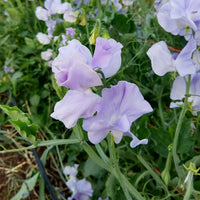 Light blau sweet pea along garten border