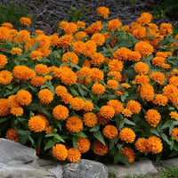 Light orange zinnia blumen in garten borders