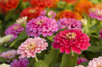 Light rot zinnia blumen in garten borders