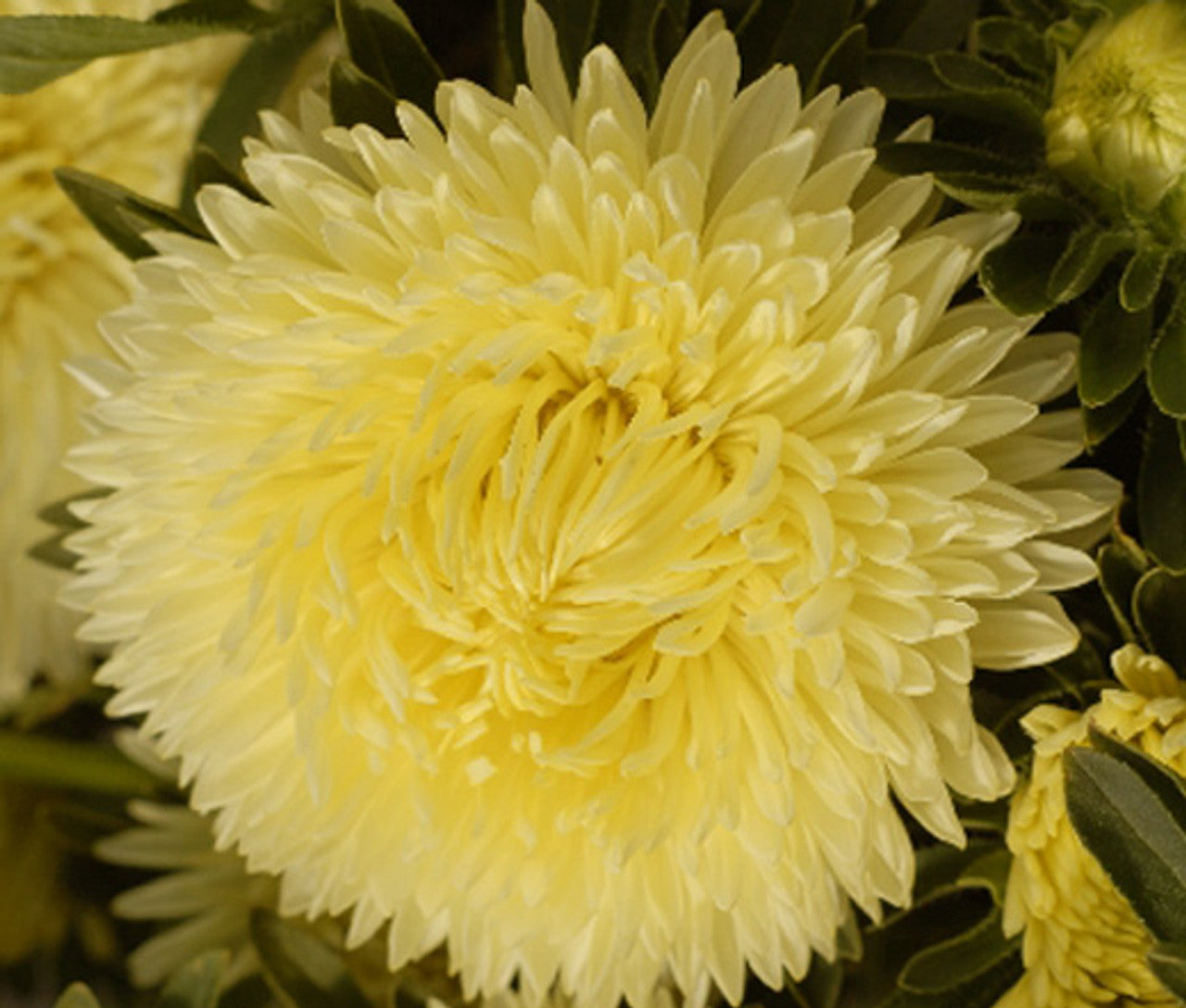 Light gelb aster blumen in garten borders