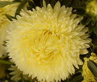 Light gelb aster blumen in garten borders