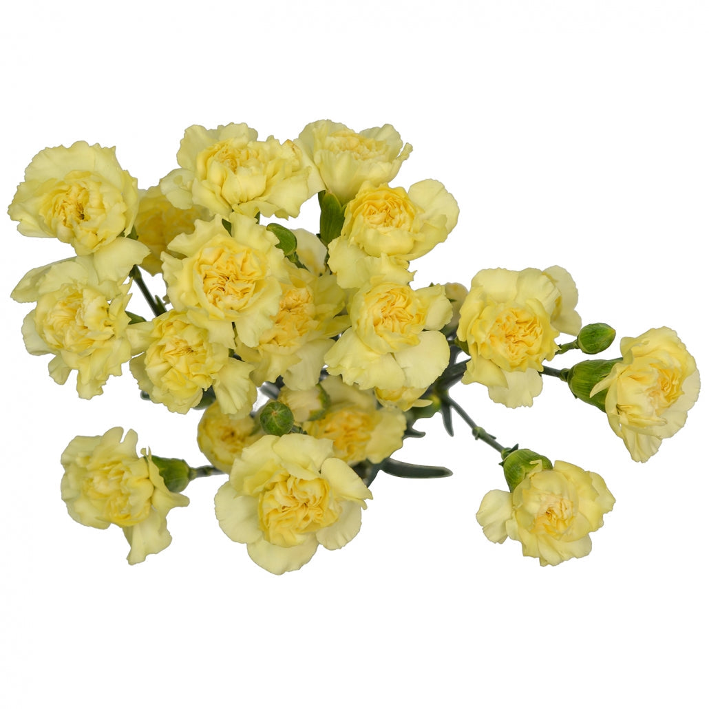 Light gelb carnation blumen in garten borders