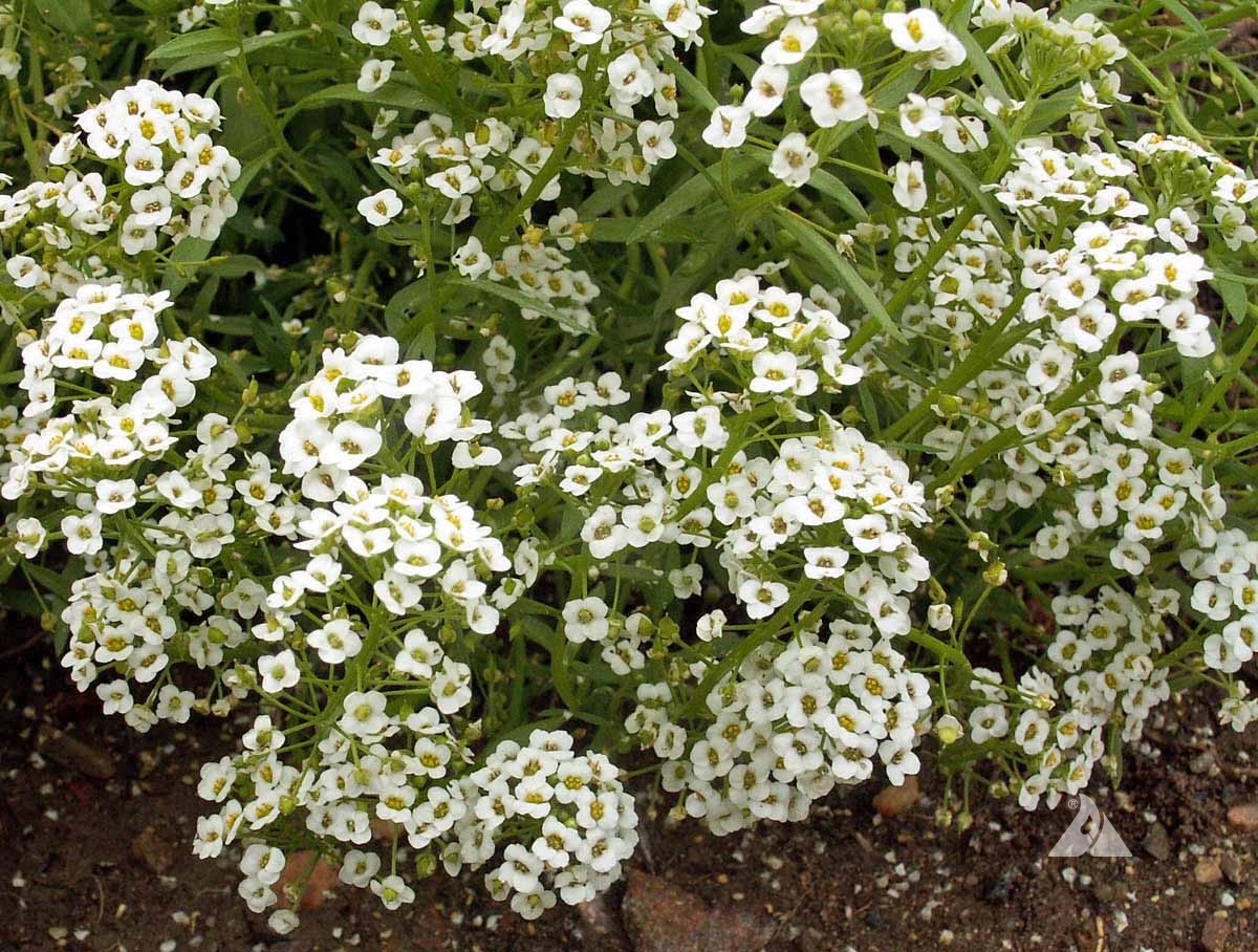 Lobularia maritima blumen in garten borders