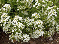 Lobularia maritima blumen in garten borders