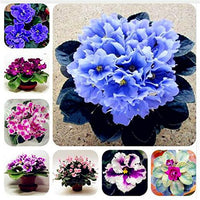 Mini violet blumen along garten borders