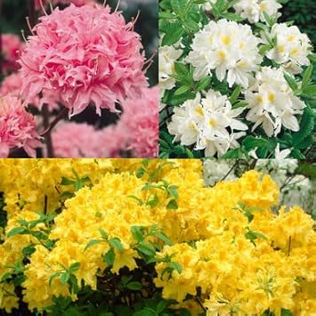Mixed azalea blumen in garten borders