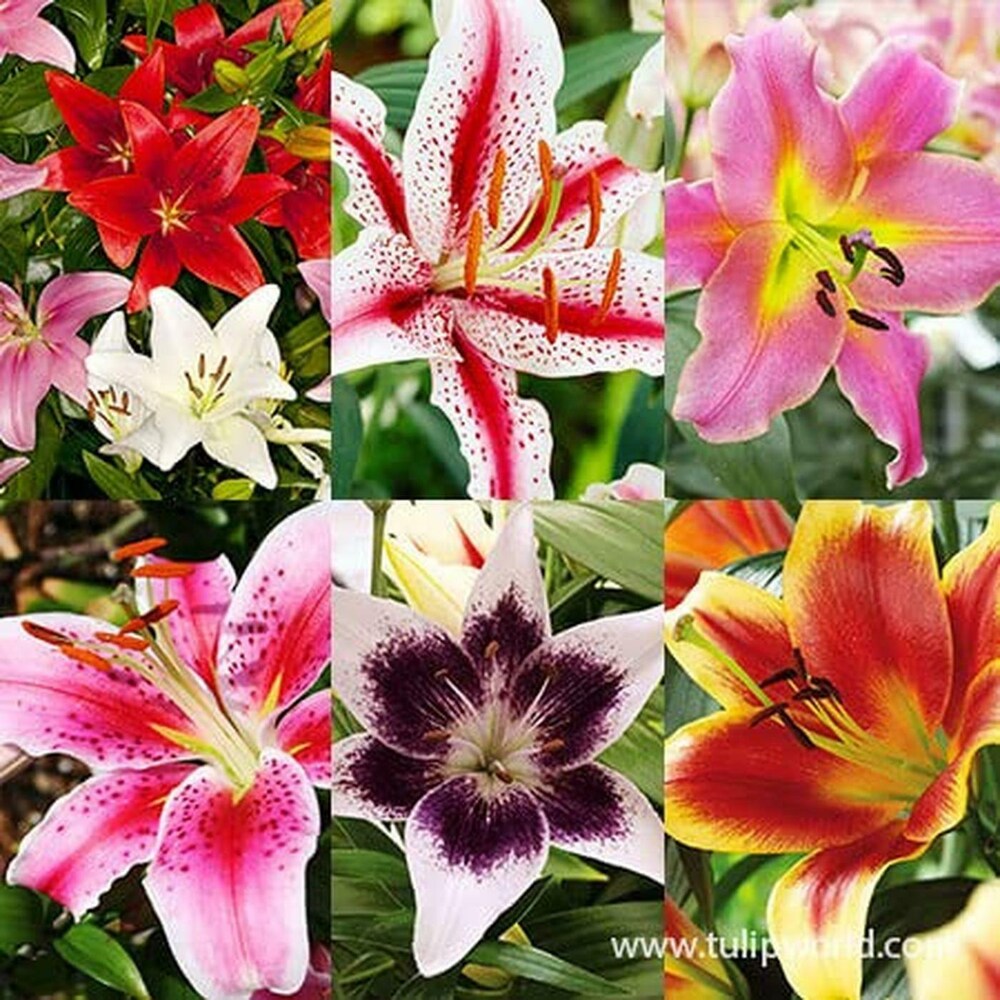 Mixed colors daylily blumen in garten borders